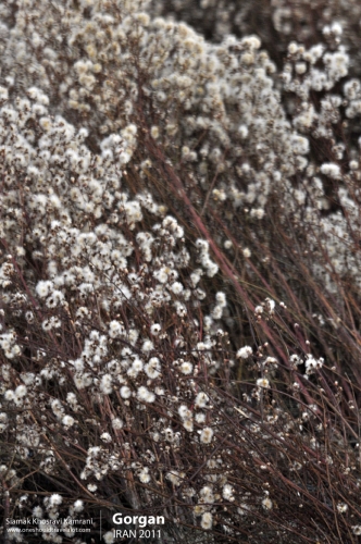 Iran, Gorgan, Siamak Travels 11