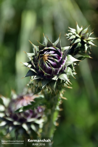 Iran, Kermanshah, Siamak Travels 06