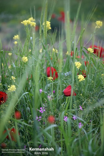 Iran, Kermanshah, Siamak Travels 39