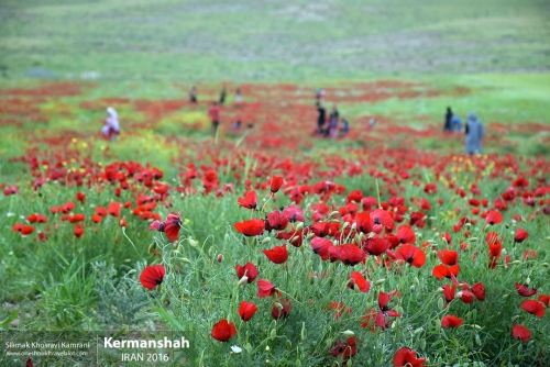 Iran, Kermanshah, Siamak Travels 40