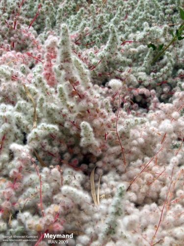 Iran, Meymand, Siamak Travels 1