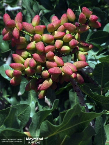 Iran, Meymand, Siamak Travels 2