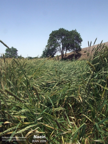 Iran, Naein, Siamak Travels 4