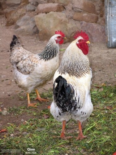 Iran, Qom, Siamak Travels 1