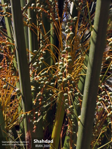 Iran, Shahdad, Siamak Travels 3