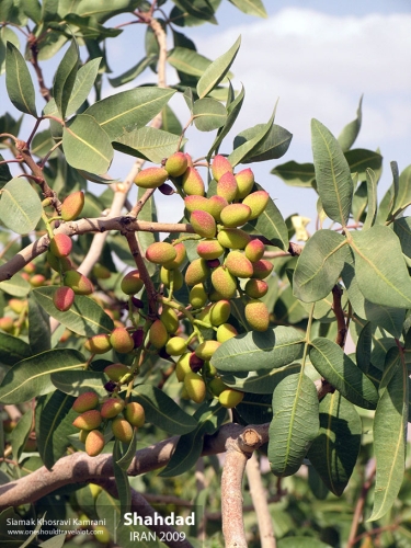 Iran, Shahdad, Siamak Travels 4