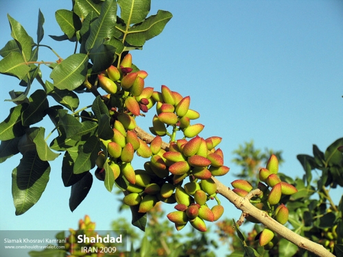 Iran, Shahdad, Siamak Travels 5