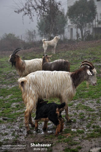 Iran, Shahsavar, Siamak Travels 1