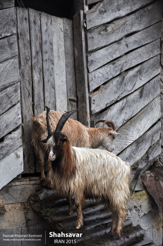 Iran, Shahsavar, Siamak Travels 2