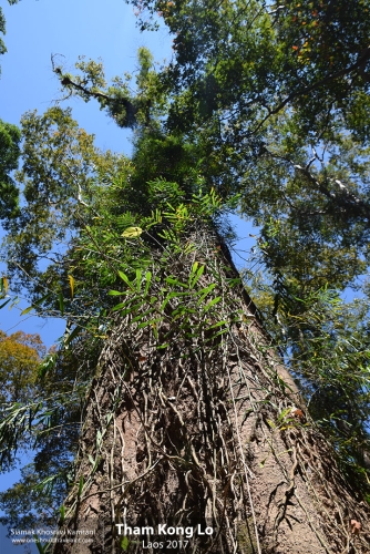 Laos, Tham Kong Lo, Siamak Travels 37