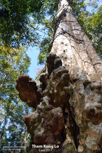 Laos, Tham Kong Lo, Siamak Travels 38