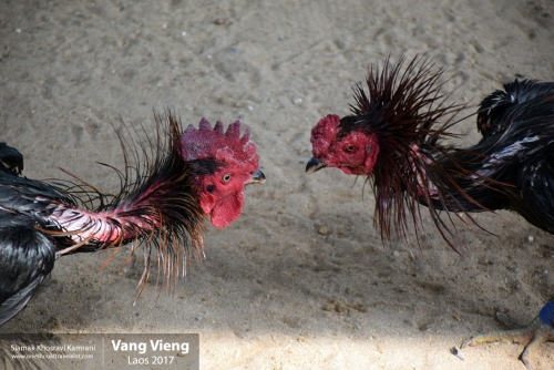 Laos, Vang Vieng, Siamak Travels 15