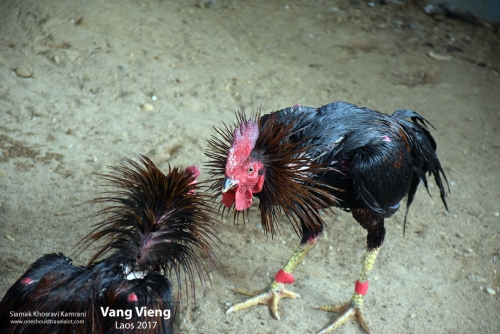 Laos, Vang Vieng, Siamak Travels 16