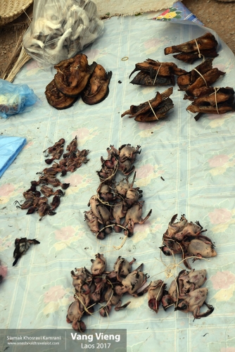 Laos, Vang Vieng, Siamak Travels 26