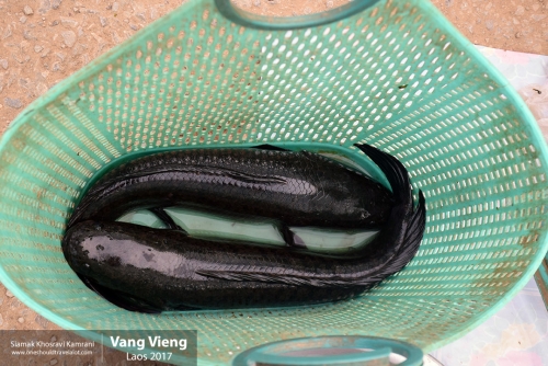 Laos, Vang Vieng, Siamak Travels 30