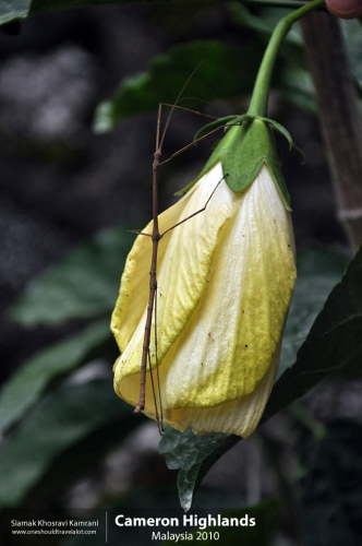Malaysia, Cameron Highlands, Siamak Travels 01