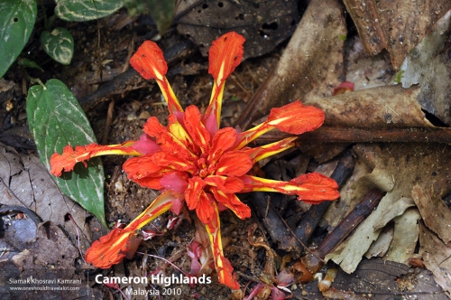 Malaysia, Cameron Highlands, Siamak Travels 02