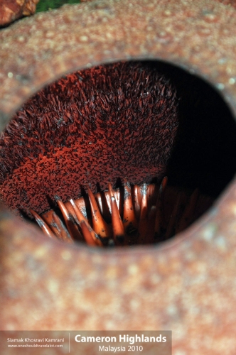 Malaysia, Cameron Highlands, Siamak Travels 03