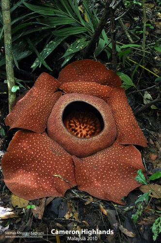 Malaysia, Cameron Highlands, Siamak Travels 04