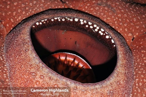 Malaysia, Cameron Highlands, Siamak Travels 05