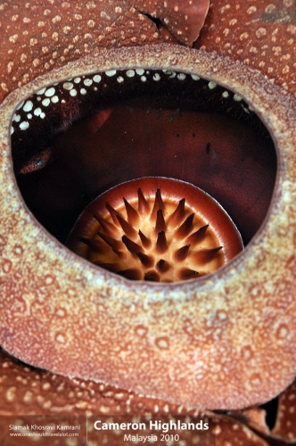 Malaysia, Cameron Highlands, Siamak Travels 06