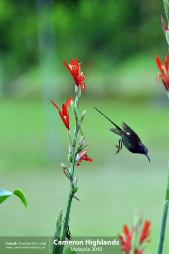 Malaysia, Cameron Highlands, Siamak Travels 07