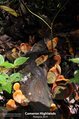 Malaysia, Cameron Highlands, Siamak Travels 08