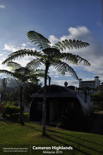 Malaysia, Cameron Highlands, Siamak Travels 09