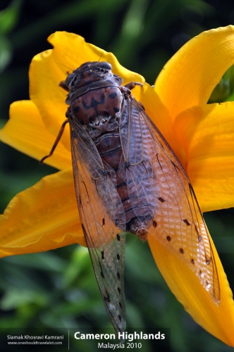 Malaysia, Cameron Highlands, Siamak Travels 13