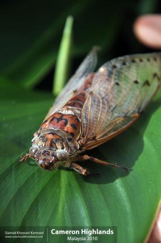Malaysia, Cameron Highlands, Siamak Travels 14