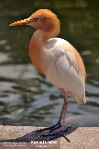 Malaysia, Kuala Lumpur, Siamak Travels 19