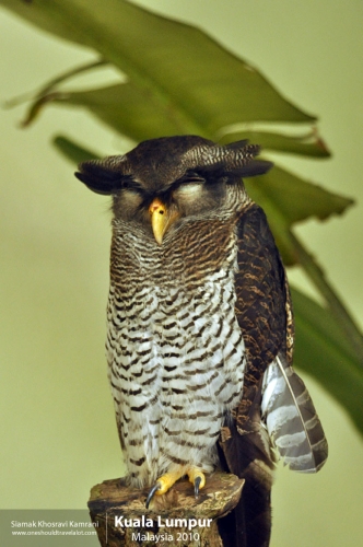 Malaysia, Kuala Lumpur, Siamak Travels 24