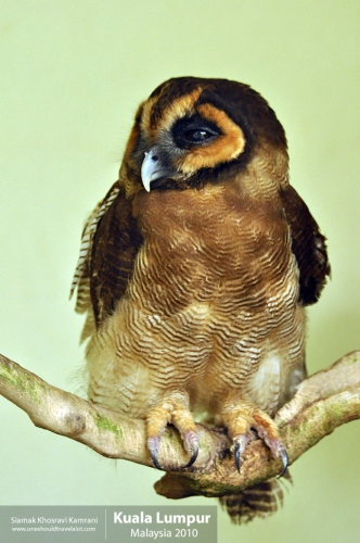 Malaysia, Kuala Lumpur, Siamak Travels 25