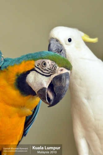 Malaysia, Kuala Lumpur, Siamak Travels 26