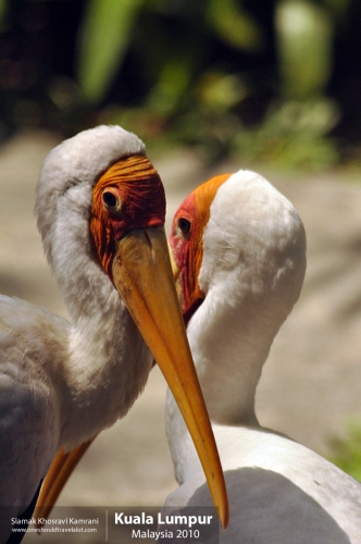 Malaysia, Kuala Lumpur, Siamak Travels 31