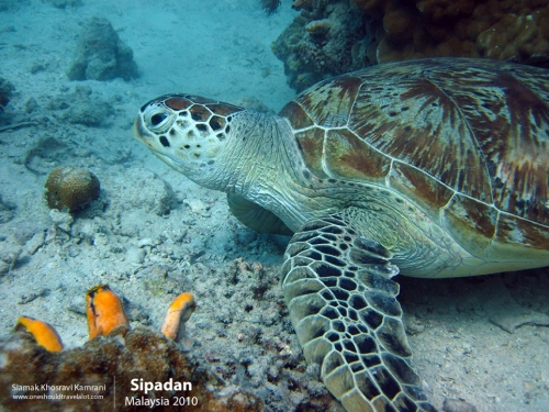 Malaysia, Pualu Mabul, Siamak Travels 06