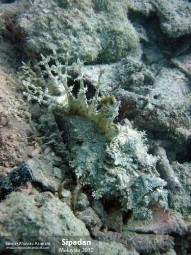 Malaysia, Pualu Mabul, Siamak Travels 08