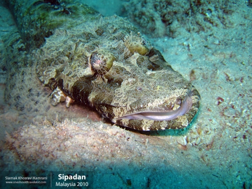 Malaysia, Pualu Mabul, Siamak Travels 11