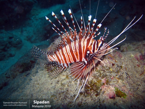 Malaysia, Pualu Mabul, Siamak Travels 13