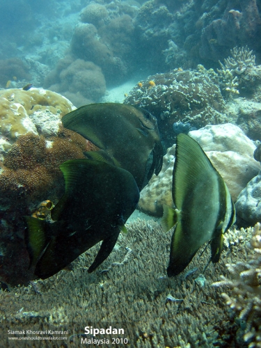 Malaysia, Pualu Mabul, Siamak Travels 17