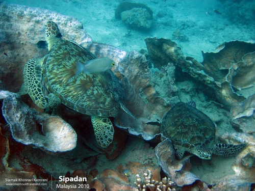 Malaysia, Pualu Mabul, Siamak Travels 19