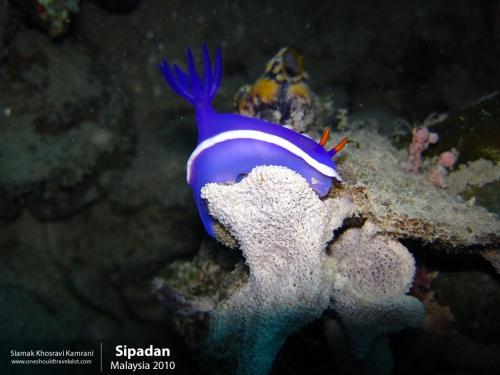 Malaysia, Pualu Mabul, Siamak Travels 21