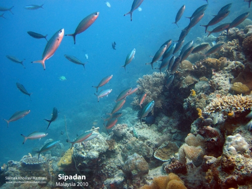 Malaysia, Pualu Mabul, Siamak Travels 22