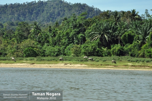 Malaysia, Taman Negara, Siamak Travels 03