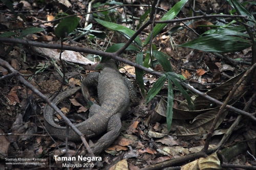 Malaysia, Taman Negara, Siamak Travels 04