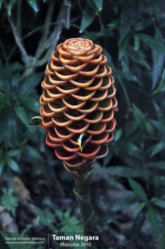 Malaysia, Taman Negara, Siamak Travels 06