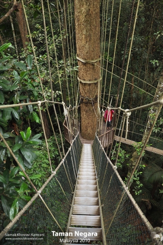 Malaysia, Taman Negara, Siamak Travels 08