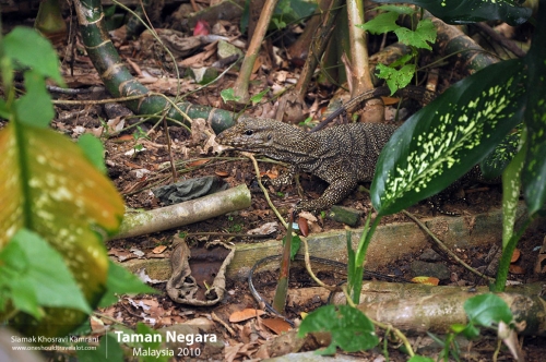 Malaysia, Taman Negara, Siamak Travels 09