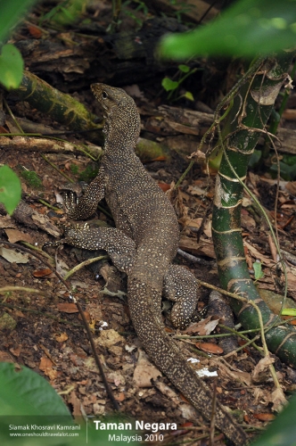 Malaysia, Taman Negara, Siamak Travels 10