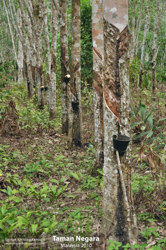 Malaysia, Taman Negara, Siamak Travels 11